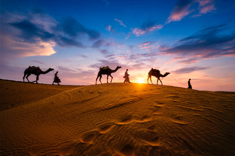 indian cameleers camel driver with camel silhouettes dunes sunset jaisalmer rajasthan india