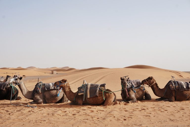 camel rides erg chebbi morocco